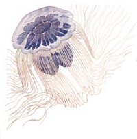 Cyanea jelly