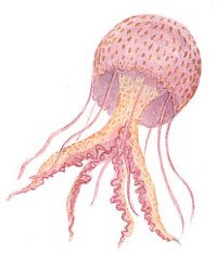 Pelagia jelly