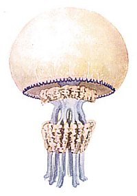 Rhizostoma jelly