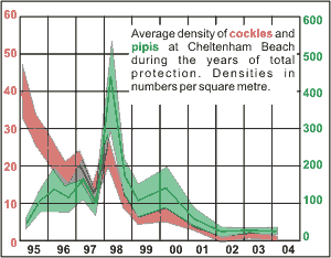 collapse of cockles and pipis