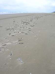 the beach littered with kahawai and yellowtail