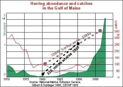 Herring fishery in the Gulf of Maine