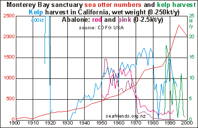 sea otters & kelp harvest Monterey Bay