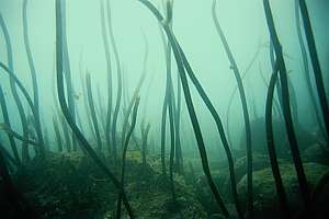 f016803: mass kelp mortality in Jan 1993