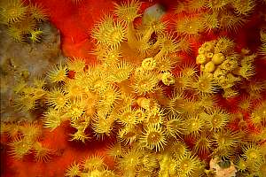 f019624: zoanthid anemones on a red carpet sponge.