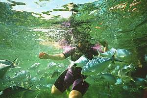 f022119: snorkeldiver surrounded by fish