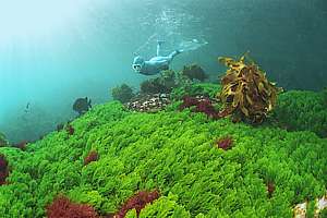 happy sea rimu seaweeds
