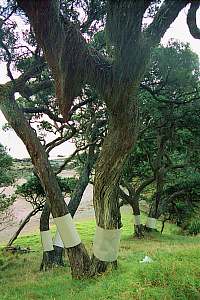 f970714: aluminium tree bands to deter possums