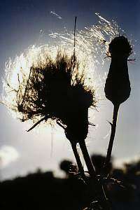 Thistle head in evening sun