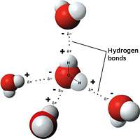 3D_model_hydrogen_bonds_in_water