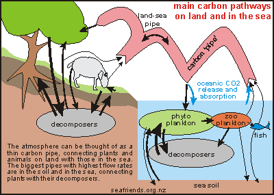 the carbon pipe