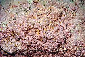 coralling algae drilled by a boring sponge