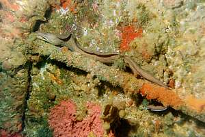 grey moray (Gymnothorax nubilus)