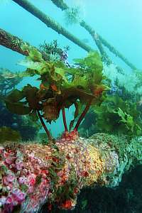 thick mats of jewel anemones