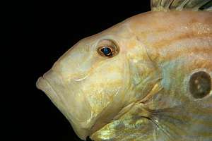 john dory (Zeus faber) at night