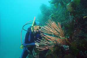 rough thinfinger sponge (Callyspongia ramosa)