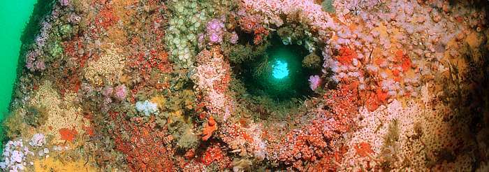 Dense encrusting life around the anchor chain chute