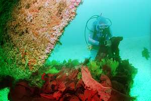 sea lettuce (Ulva lactuca) and a red Gigartina