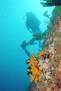 yellow antler sponges Iophon