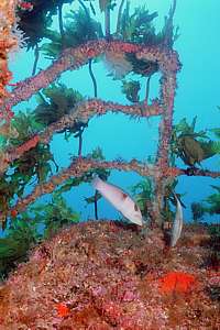 railings offer holdfast to stalked kelp