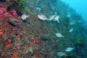 young leatherjackets (Parika scaber)