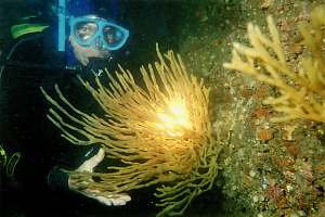 Deceased finger sponge Callyspongia ramosa