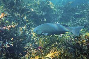 f000718: olive-coloured parore grazing at Pempheris Point