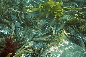 f001210: fan shells washed into reef gullies