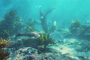 f001811: fish lazing and socialising in the calm shallows