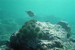 f001932: a cluster of urchins in the barren zone.