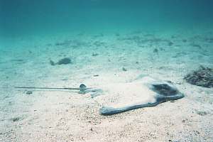 f002311: an eagle ray is resting on the sand