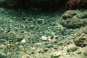 f002312: the remains of an eagle ray's meal