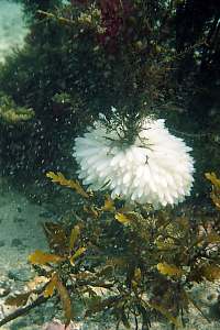 f002313: a cluster of egg capsules of the broad squid