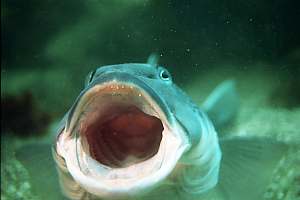 f002613: blue cod yawning