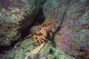 f004625: a crayfish seeking solitude for moulting