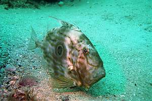 f006019: john dory, Zeus faber