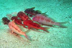 f006036: a 'family' of goatfish