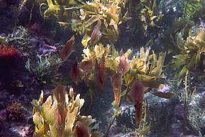 f007237: juvenile broad squid