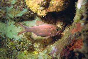 f007316: Slender roughy, Optivus elongatus