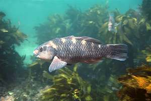 f008507: banded wrasse are shy fish