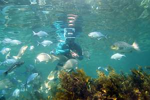 f010206: fish surrounding a snorkeldiver