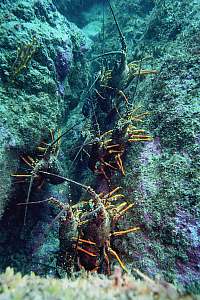 f010725: female crays on the backs of males