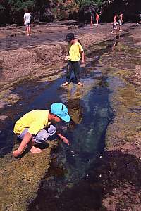 f015820: a young boy feeds triplefins and shrimps in a rock pool