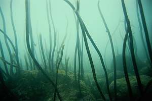 kelp death Goat Island