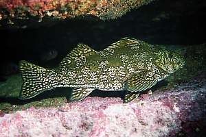 f016906: a shy marblefish sits on a ledge