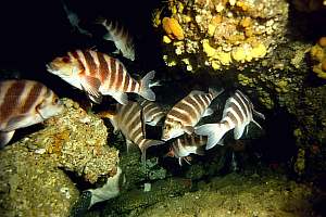 Red moki hole Cheilodactylus spectabilis