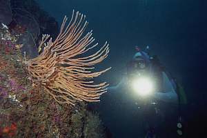 f017104: diver and grey finger sponge