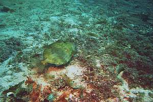 f017712: john dory hunting a school of jack mackerels