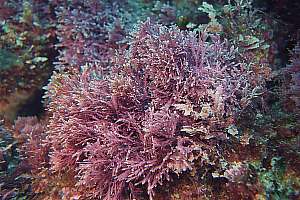 f020916: a bushy form of the pink paint (Lithothamnion sp.)