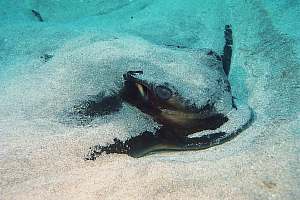 f021002: closeup of a resting eagle ray